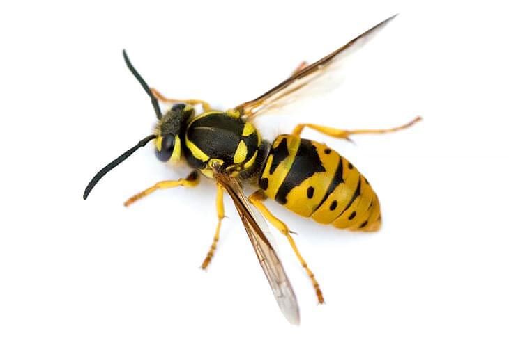 Duitse wesp: herkennen, informatie en bestrijden